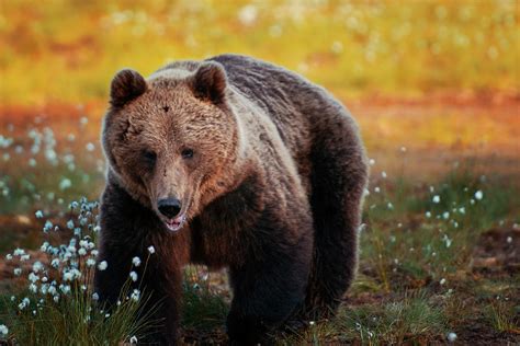 Brown Bear In Forest, Finland by Laurenepbath