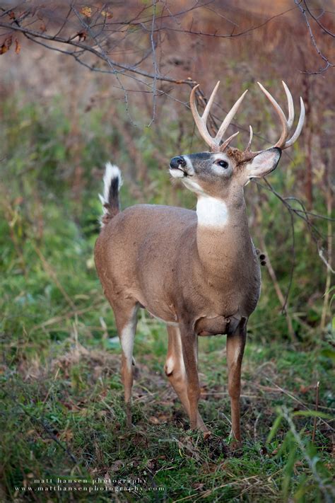 Professional Whitetail Deer Photography | Matt Hansen