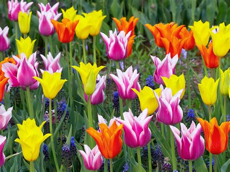 Colorful Tulips in Netherlands HD Wallpaper ~ The Wallpaper Database