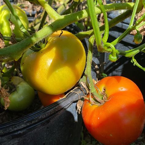 Colusa Farms