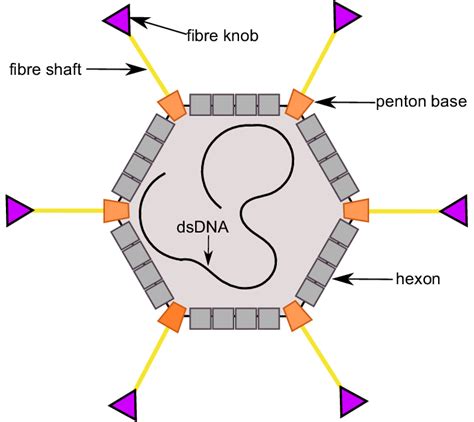 A schematic drawing of Human Adenovirus, showing the major capsid ...