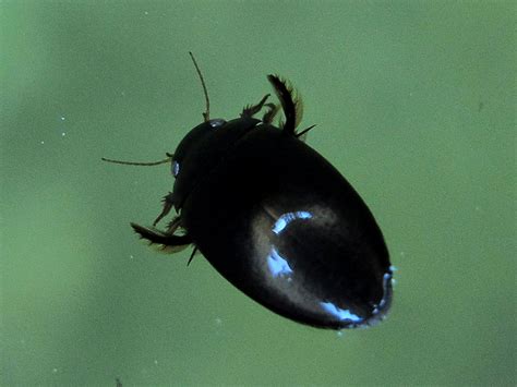 whirligig beetle | Whirligig, Beetle, Wildlife
