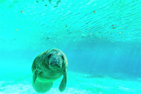 Manatee Swimming In Clear Water Photograph by James White