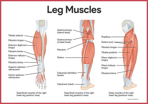 Muscular System Anatomy and Physiology | Leg muscles anatomy, Muscular ...