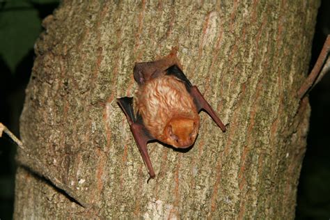 “Bats get caught in your hair – I saw it on TV!” | U.S. Fish and Wildlife Service Northeast Region