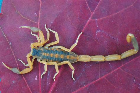 Blog | Striped Bark Scorpion