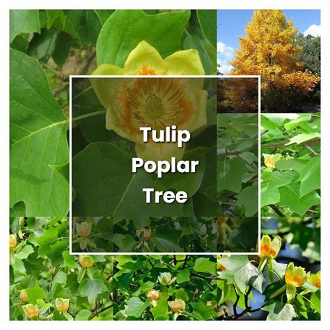 How to Grow Tulip Poplar Tree - Plant Care & Tips | NorwichGardener