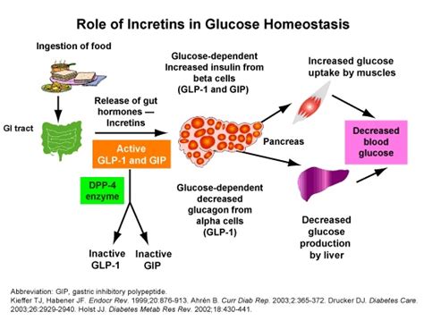 Glucagon And Insulin Release Diet - dialnews