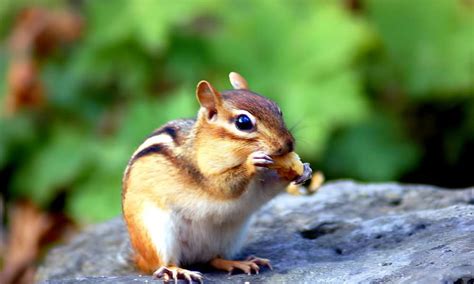 How To Keep Chipmunks Away From House Foundation | Just Home Concept