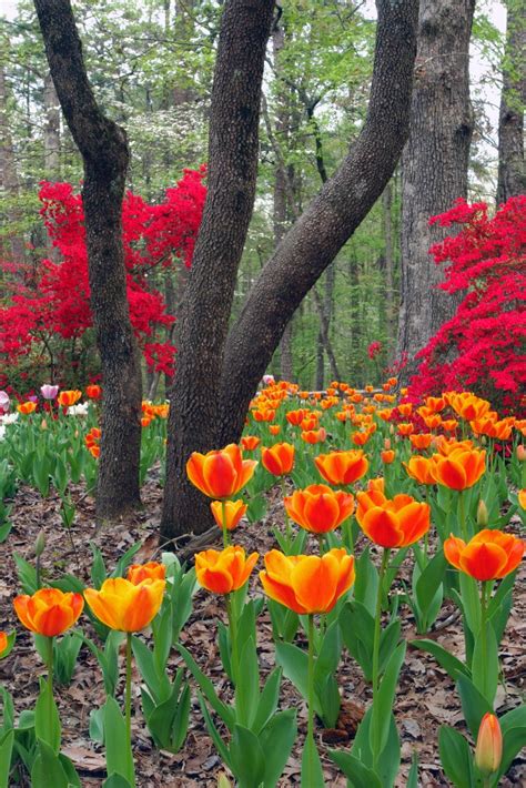 2017 Spring Flower Festivals + Tours - Only In Arkansas