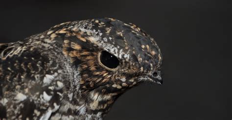 Common nighthawk migration secrets revealed by U of A researchers - The Gateway