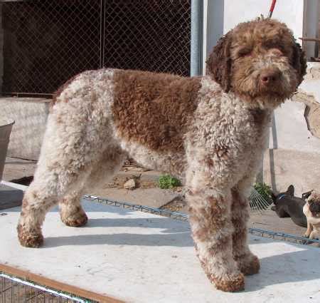 Lagotto Romagnolo - Wikipedia