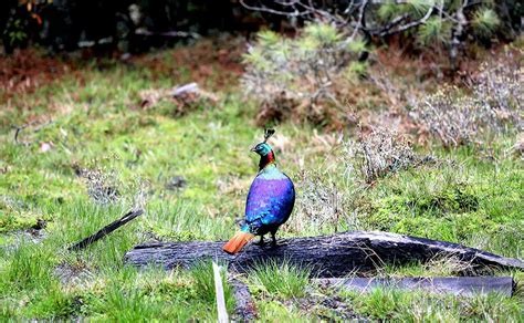 Danphe | National Bird of Nepal | Himalayan Monal