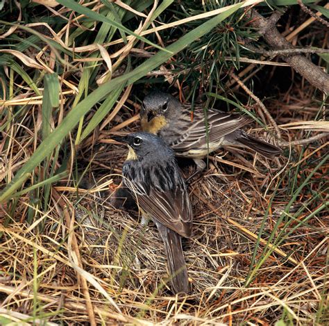 Kirtlands Warbler Photograph by G Ronald Austing - Fine Art America