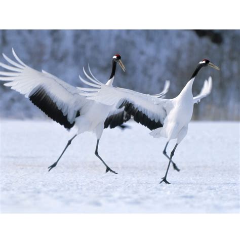 Animal Courtship Behavior Activities for Valentine’s Day - Science By Sinai