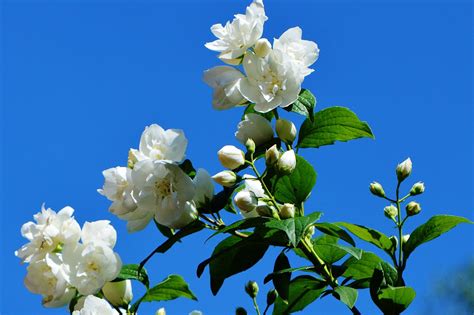 The Scentuary: Jasmine (grandiflorum) flower