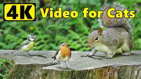 Videos for Cats to Watch ~ 4K Birds ands Squirrels Bonanza ⭐10 HOURS of Cat TV⭐ - YouTube