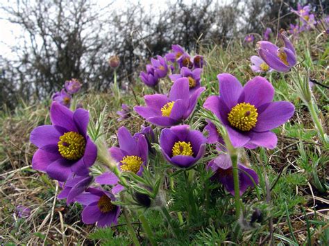 Pulsatilla vulgaris - Riverside Garden Centre