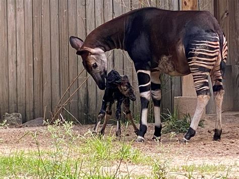 Okapi Born at the Houston Zoo - The Houston Zoo