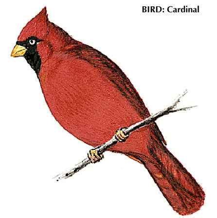 Ohio State Bird - Cliparts.co