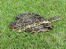 Burmese pythons in Florida - Wikipedia