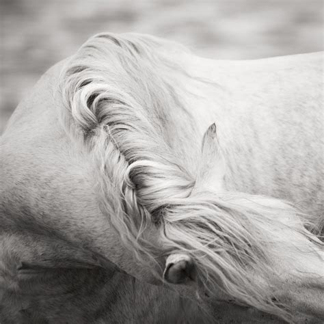 JONATHAN CHRITCHLEY FINE ART OCEAN PHOTOGRAPHY - 16 - 16 | Horses ...