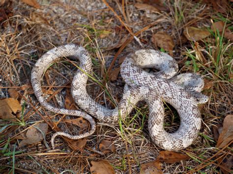 Care And Breeding The Gray Rat Snake - Reptiles Magazine