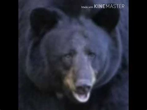 Black Bear Roar 🐻 🔊 - YouTube