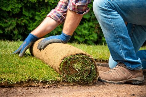 11 Steps to Laying Sod for the Perfect Lawn | MYMOVE