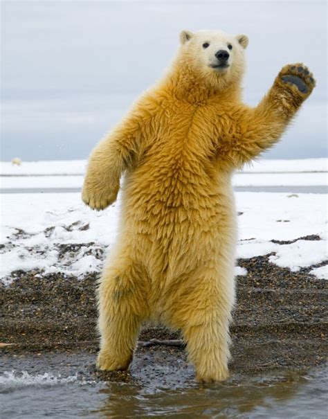 Dancing Polar Bear – 1Funny.com