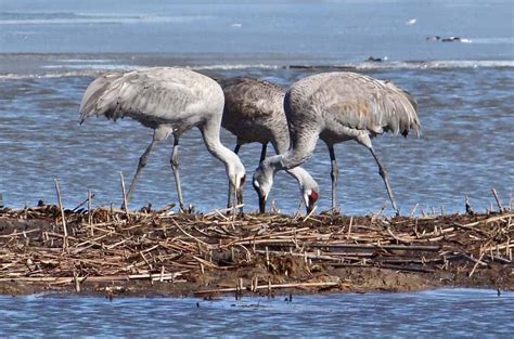 Sandhill Cranes | Focusing on Wildlife