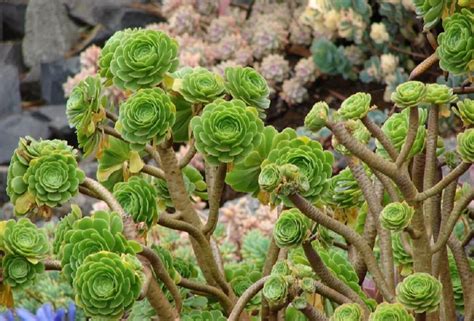 Species Spotlight ~ Aeonium Rosette Succulents! | The Succulent Eclectic