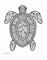 Turtle Shell Coloring Sheet Download Printable PDF  Templateroller sketch template