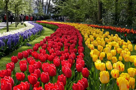 Tours to Keukenhof from Amsterdam, The Hague, Rotterdam and Delft