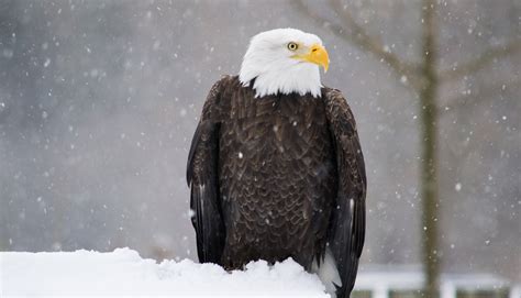 Bald Eagle - Zoo Ecomuseum