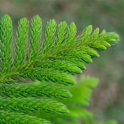 Norfolk Island Pine — Green Acres Nursery & Supply