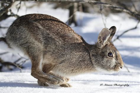 Eastern Cottontail, on the run | P. Stinson Photography | Flickr