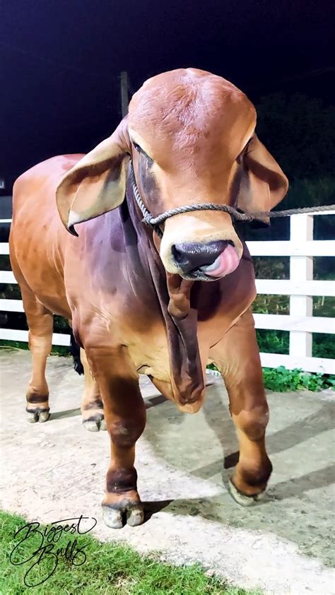 Red Brahman bull | Red Brahman bull - Alladin 20/3 is learning to pose ...