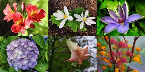 Top 30 Poisonous Flowers and Toxic Plants to Watch Out For | Florgeous