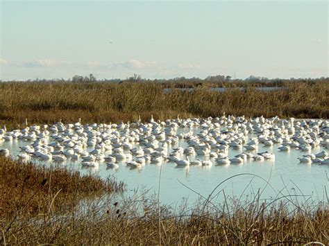 Flock of Snow Geese | Pics4Learning