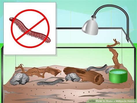 How to Make a Millipede Habitat (with Pictures) - wikiHow