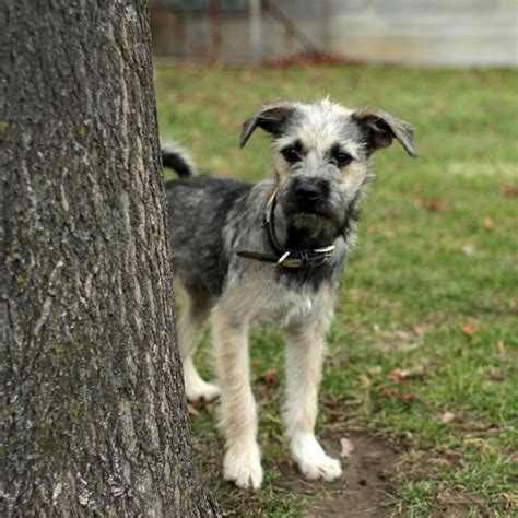 Lilly - Miniature Schnauzer Pug mix