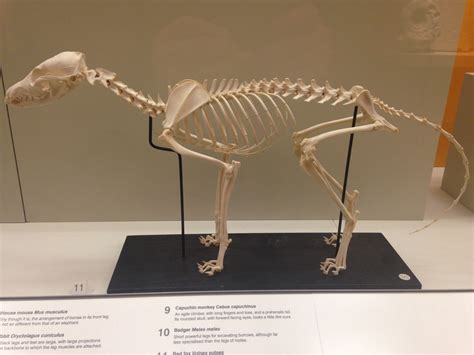 Red fox skeleton - Ulster Museum, Belfast | Fox skull, Animal skeletons, Geometric art