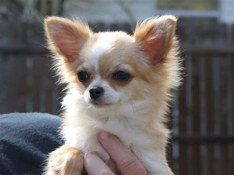 fawn chihuahua long coat | Chihuahua puppies, Cute dog pictures, Cute ...