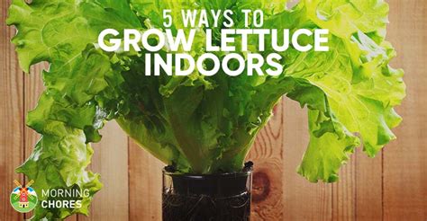 5 Proven Ways to Growing Lettuce Indoors & in Containers Year Round