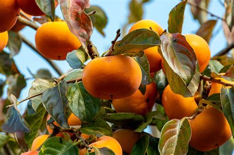 15 of the Best Asian Persimmon Varieties | Gardener’s Path