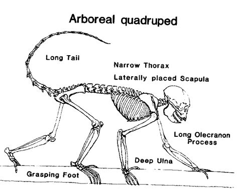 Arboreal_quad.gif 800×637 pixels | Alexander technique, Thorax, Primates