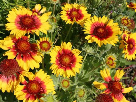 Gaillardia aristata - Common Blanket Flower | World of Flowering Plants