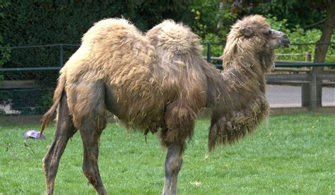 Bactrian Camel - Pictures, Facts & Information