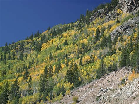 Fall Colors of Aspen